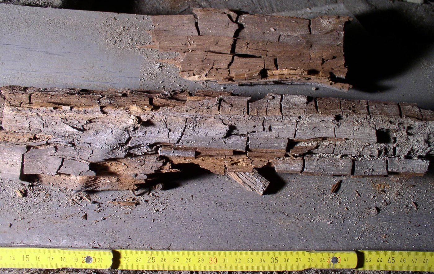 Dry rot decay in timber